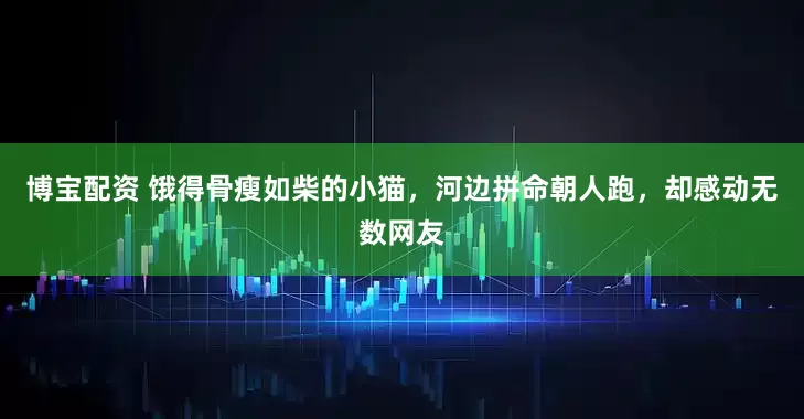 博宝配资 饿得骨瘦如柴的小猫，河边拼命朝人跑，却感动无数网友
